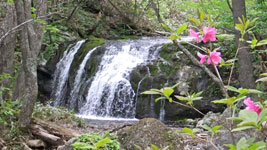 石樋の滝とハコネサンショウウオ