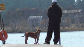 愛犬はピットブル