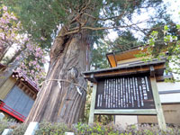王城山神社の大杉